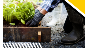 Dia do Jardineiro: entenda para que serve o compressor de ar e veja 6 dicas de uso em seu jardim
